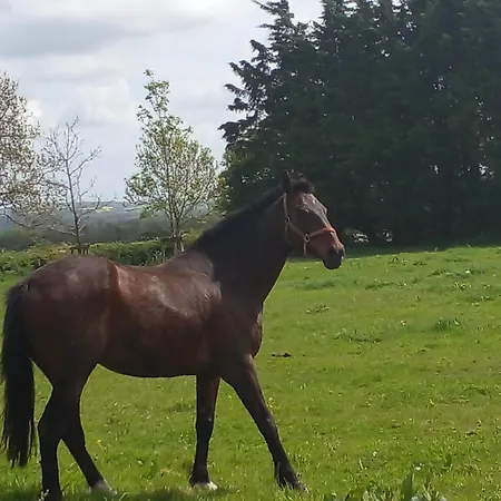 Apartamento Tara View Garristown