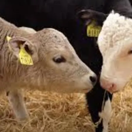 Tara View * Garristown