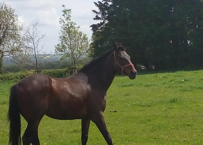 Lejlighed Tara View Garristown