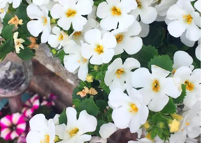 Tara View Apartament *